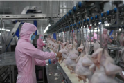  新疆墨玉：發展雞產業 打造“育產加銷”全產業鏈